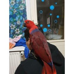 super tamme lieve edelpapegaai 3 manden oud.