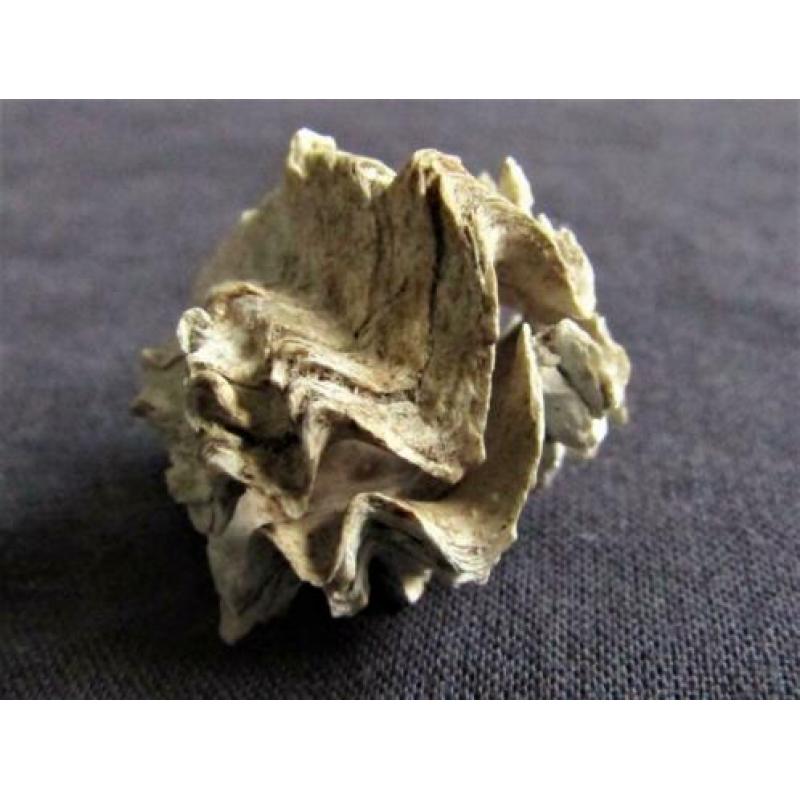 Fossiele schelp: Puntgaaf doublet Ostrea sp. - BIJZONDER