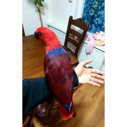 super tamme lieve edelpapegaai 3 manden oud.