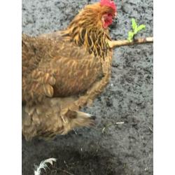 2 hennen half brahma