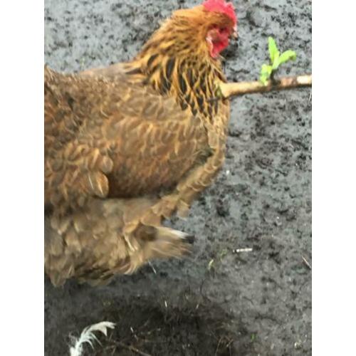 2 hennen half brahma