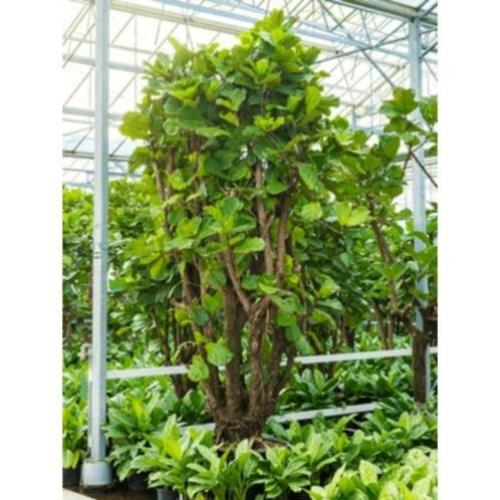Ficus Lyrata - Vioolplant 490-500cm art48064