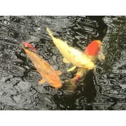 Koi karpers te koop