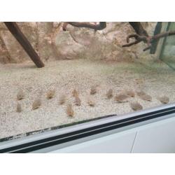 Corydoras Sterbai