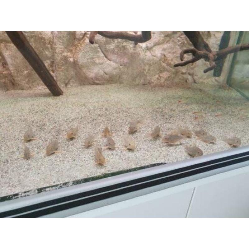 Corydoras Sterbai