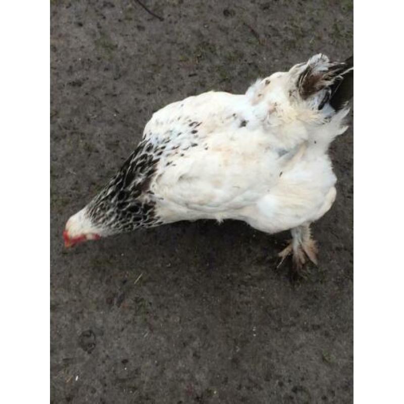 2 hennen half brahma