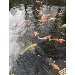 Koi karpers te koop