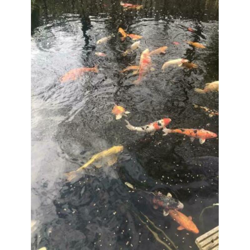 Koi karpers te koop