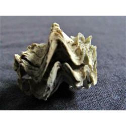 Fossiele schelp: Puntgaaf doublet Ostrea sp. - BIJZONDER