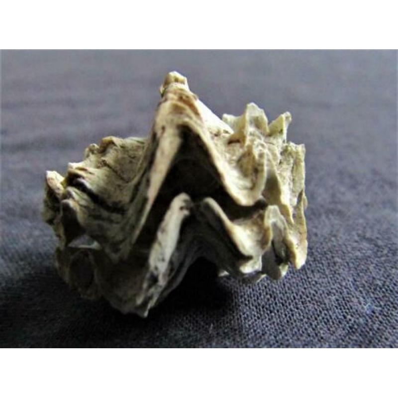 Fossiele schelp: Puntgaaf doublet Ostrea sp. - BIJZONDER