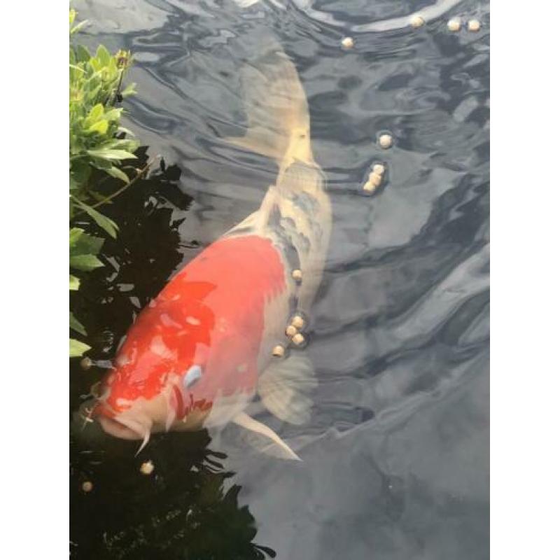Koi karpers te koop