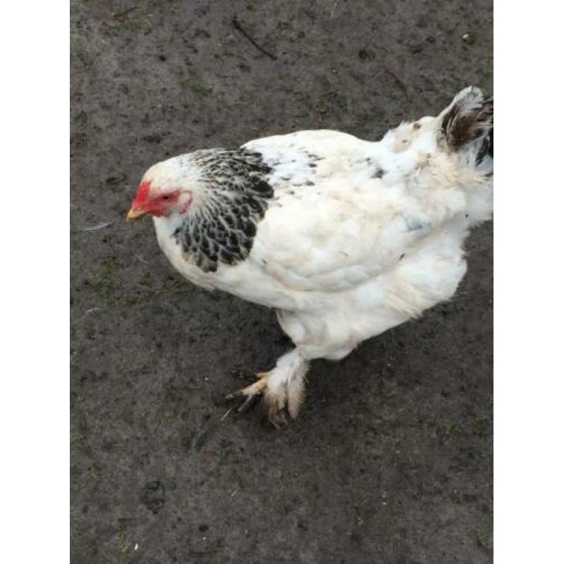 2 hennen half brahma