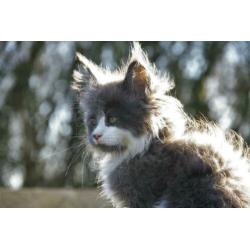 Raszuivere Maine Coon kitten, blauw met witte aft., poes