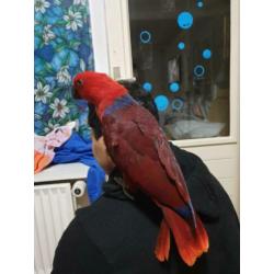 super tamme lieve edelpapegaai 3 manden oud.