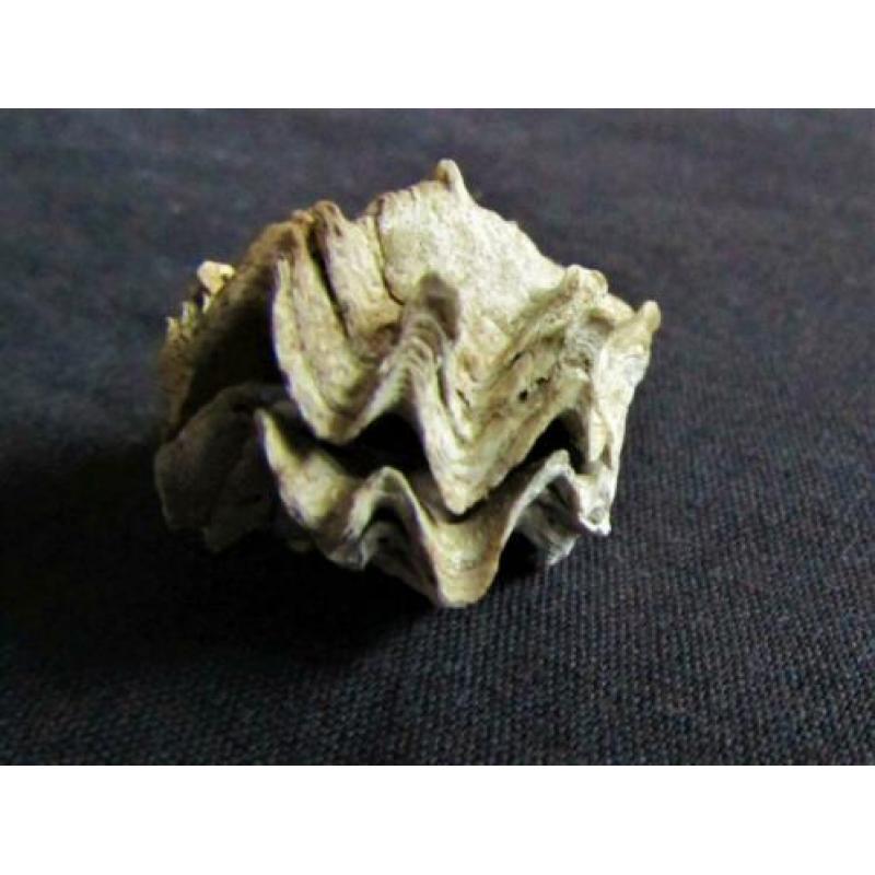 Fossiele schelp: Puntgaaf doublet Ostrea sp. - BIJZONDER
