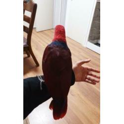 super tamme lieve edelpapegaai 3 manden oud.