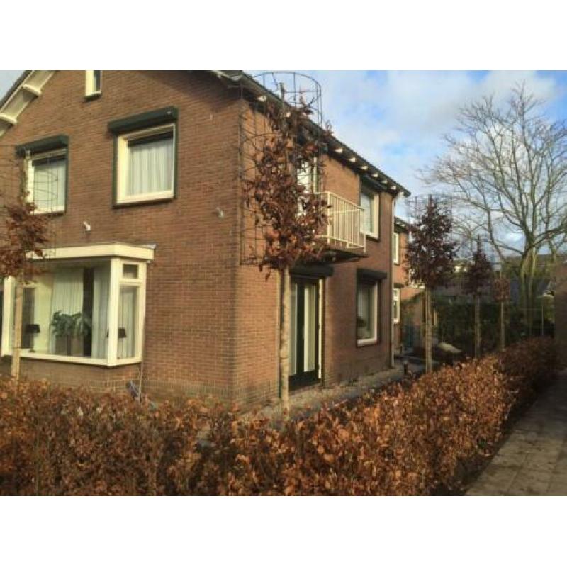 Op zoek naar een grote beukenhaag?