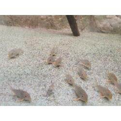 Corydoras Sterbai