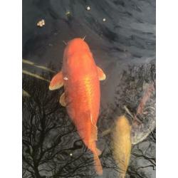 Koi karpers te koop