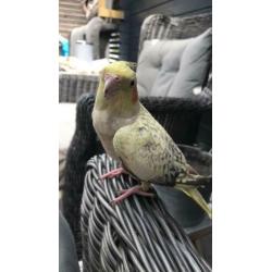 Valkparkieten te koop met kooi!