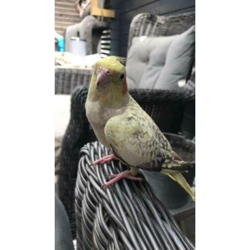 Valkparkieten te koop met kooi!