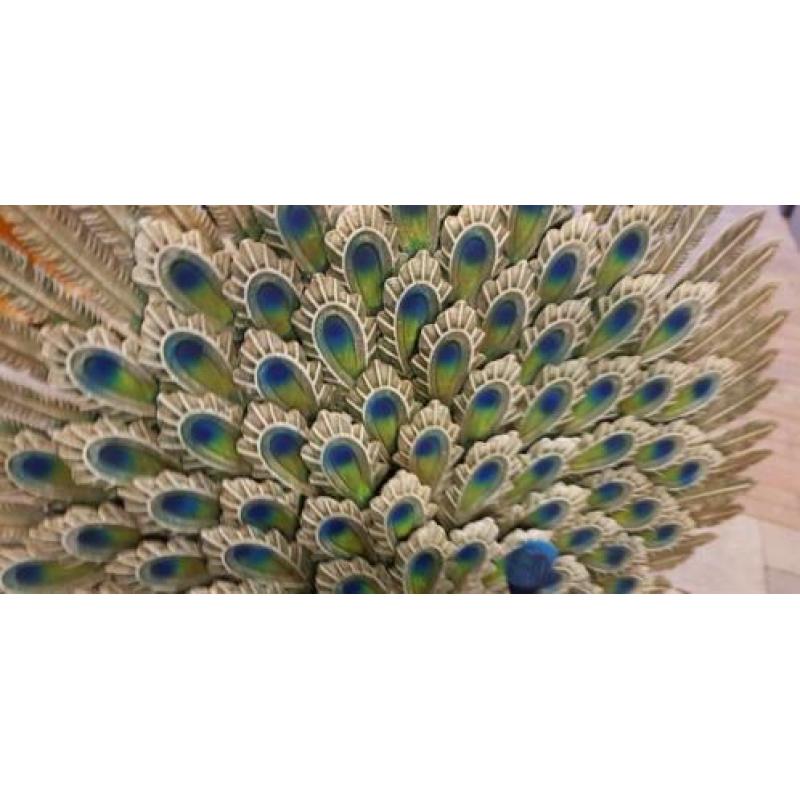 Pauw / 67 cm hoog