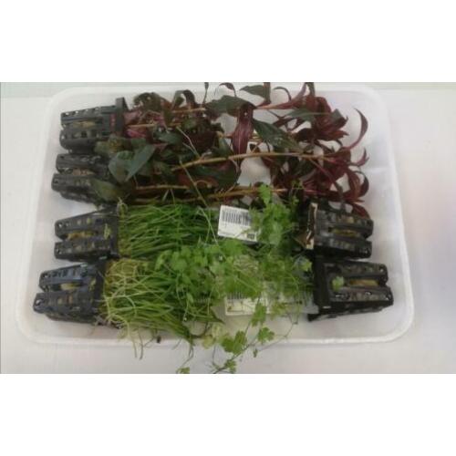 Aanbieding aquarium planten 4 stuks voor 10 euro ook per st.