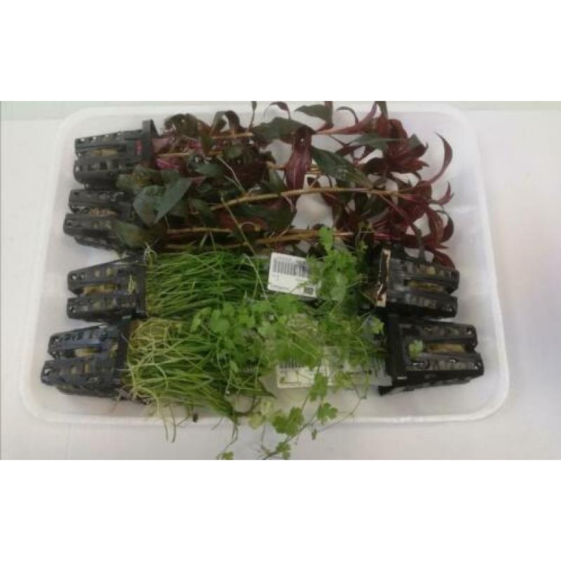 Aanbieding aquarium planten 4 stuks voor 10 euro ook per st.