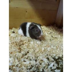 Leuke jonge cavia's te reserveren~ 2 zeugjes~3 beertjes