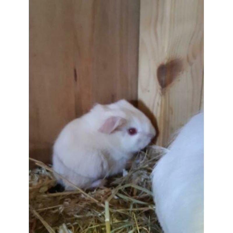 Leuke jonge cavia's te reserveren~ 2 zeugjes~3 beertjes