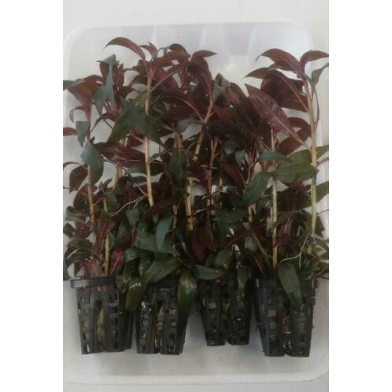 Aanbieding aquarium planten 4 stuks voor 10 euro ook per st.