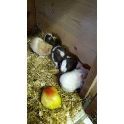 Leuke jonge cavia's te reserveren~ 2 zeugjes~3 beertjes