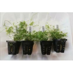 Aanbieding aquarium planten 4 stuks voor 10 euro ook per st.