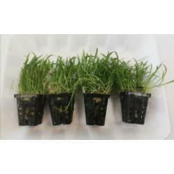 Aanbieding aquarium planten 4 stuks voor 10 euro ook per st.