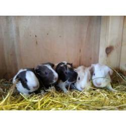Leuke jonge cavia's te reserveren~ 2 zeugjes~3 beertjes