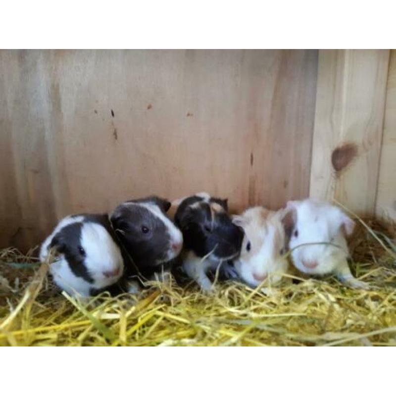 Leuke jonge cavia's te reserveren~ 2 zeugjes~3 beertjes