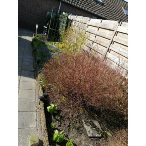 Gratis alles in 1 x