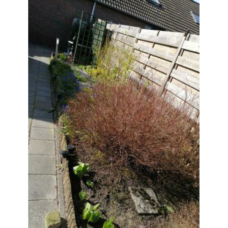 Gratis alles in 1 x