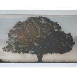 Glasschilderij afbeelding op glas van bomen in de nevel