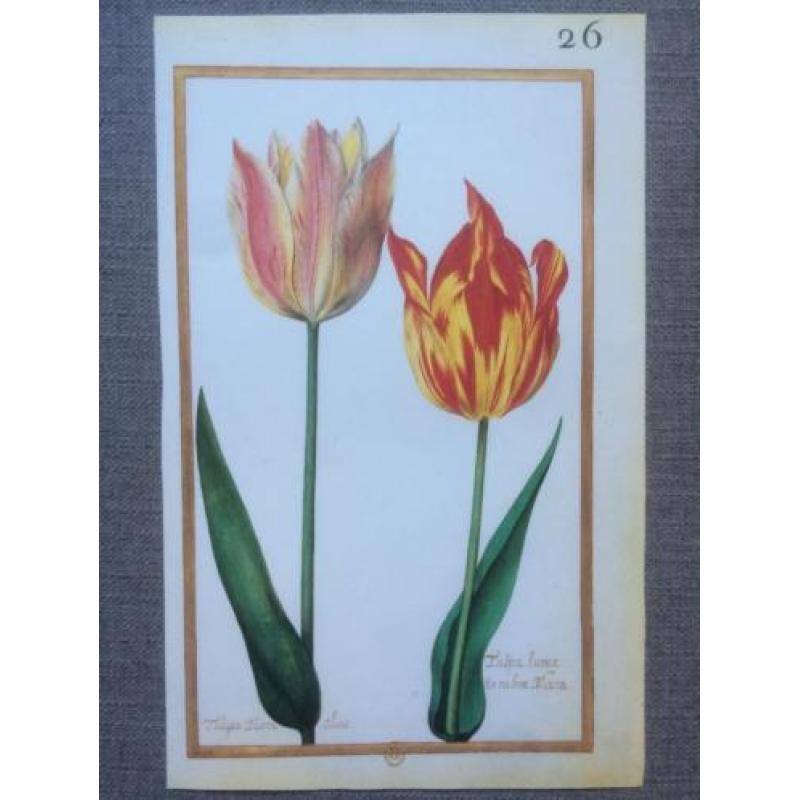 24 Vintage Prenten/platen botanische bloemen - Daniel Rabel
