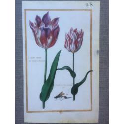 24 Vintage Prenten/platen botanische bloemen - Daniel Rabel