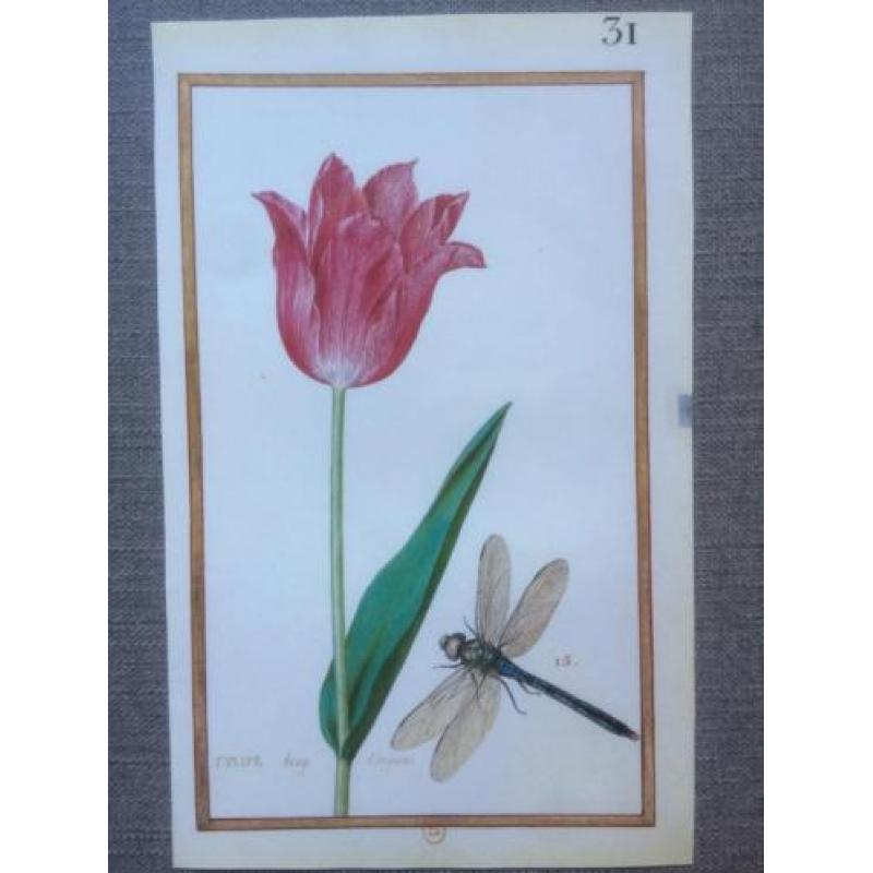 24 Vintage Prenten/platen botanische bloemen - Daniel Rabel