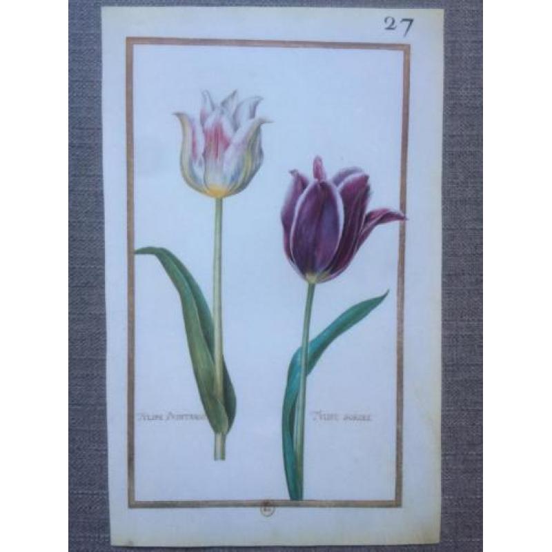 24 Vintage Prenten/platen botanische bloemen - Daniel Rabel