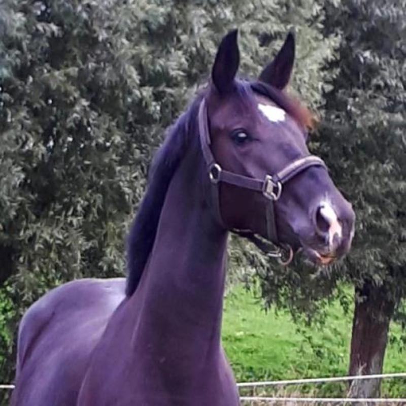 2.5 jr merrie