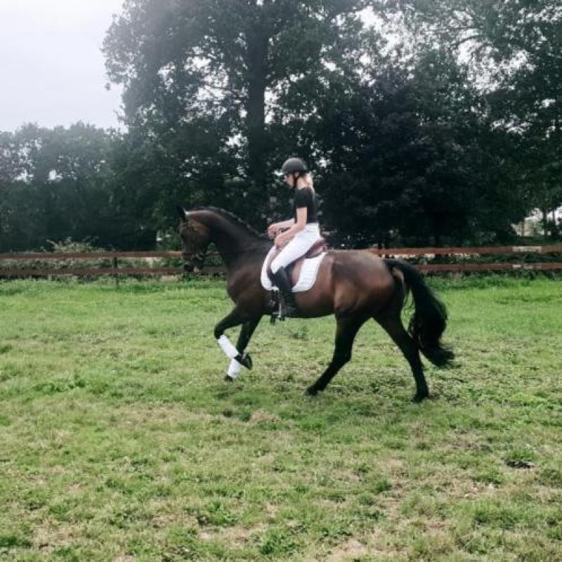 Opvallende dressuur topper