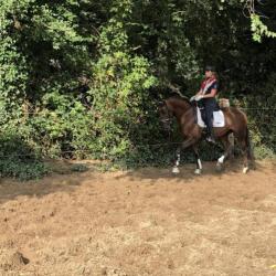 Chique 6 jarige vosmerrie