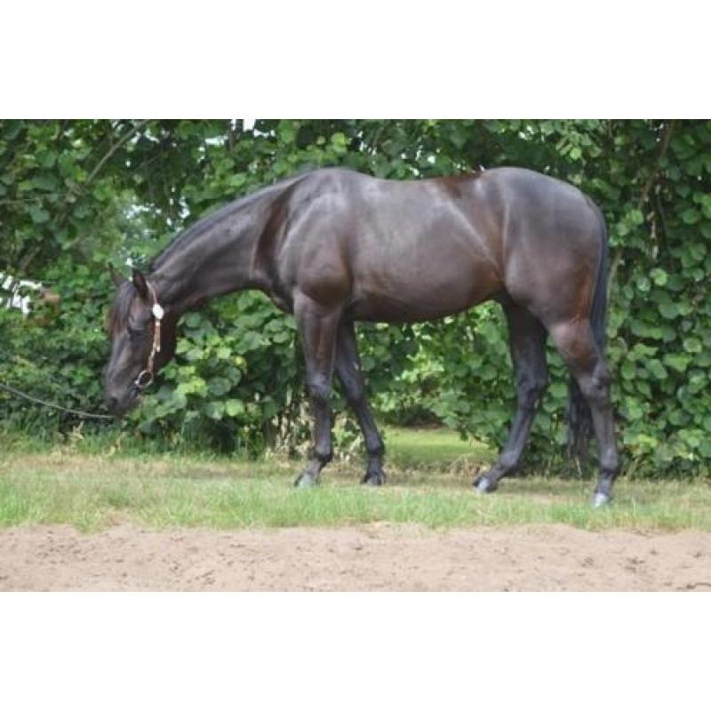 4 jarige quarter horse ruin