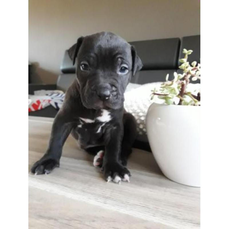Amerikaanse pitbull pups