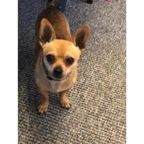 Chihuahua reutje 2,5 jr zoekt baasje