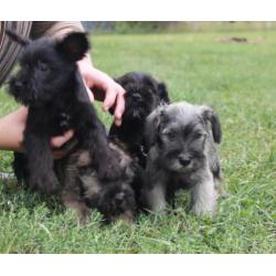 Dwergschnauzer / dwerg schnauzer pups